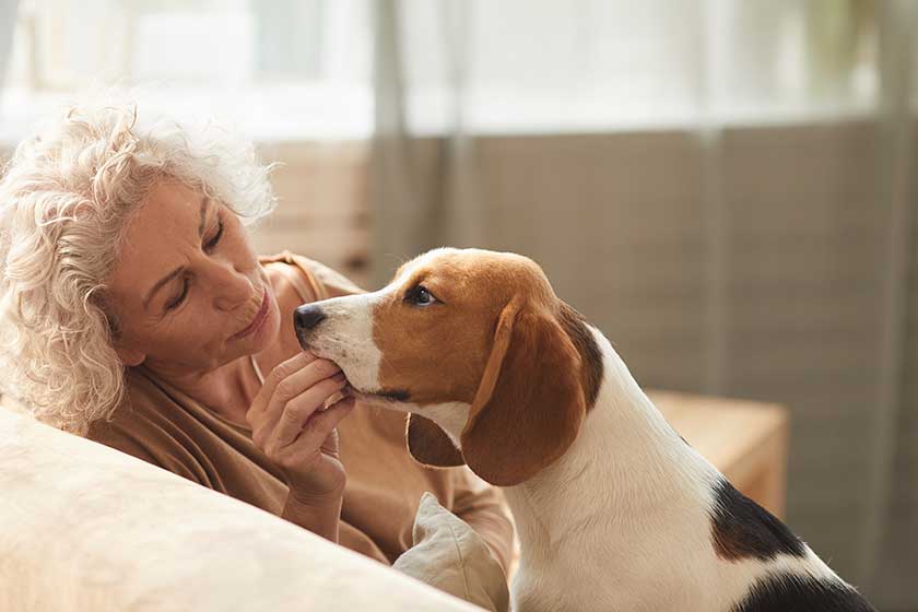 Portrait of white haired senior woman playing with dog